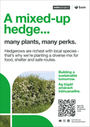 Native hedge  - Eden Project signage - A3 - Foamex